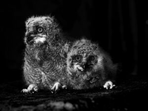 Two owls sitting next to each other on a dark background.