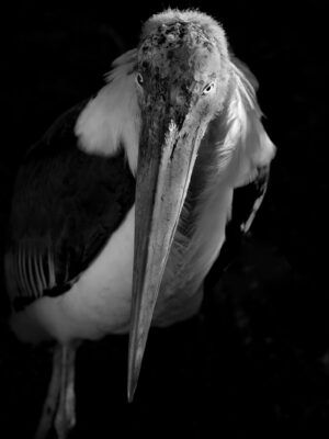 A black and white photo of a bird