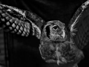 A black and white photo of an owl with wings spread.