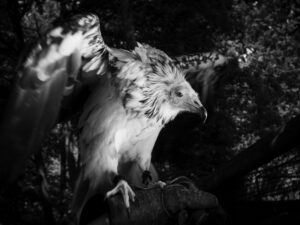 A bird of prey is perched on the branch.