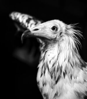 A bird with long feathers is in the dark.