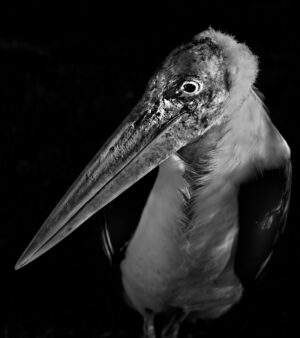 A bird with long beak and feathers on it's head.