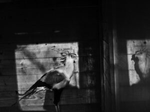 A bird standing on the side of a building.