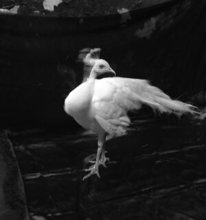A white bird is standing on one foot.