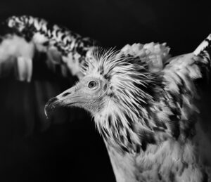 A bird with long feathers is standing in the dark.