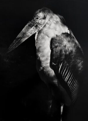 A bird is standing in the dark with its wings spread.