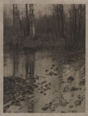 A black and white photo of trees in the water.
