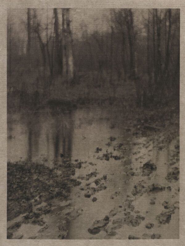 A black and white photo of trees in the water.