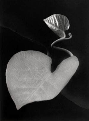 A black and white photo of a leaf