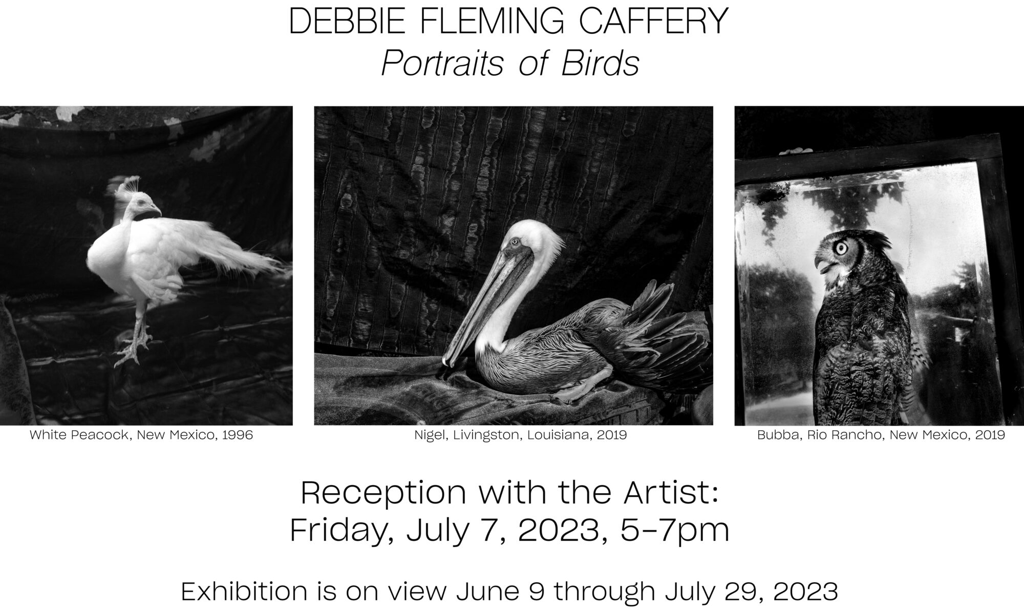 Black and white bird portraits exhibition announcement.