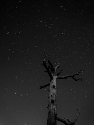 A tree with no leaves in the night sky.