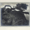 A black and white photo of a tree on top of a rock.