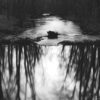 A bear is swimming in the water near some trees.