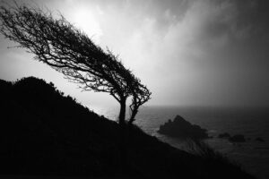 A tree on the side of a hill near water.