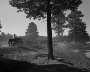 A man on horseback is riding through the woods.
