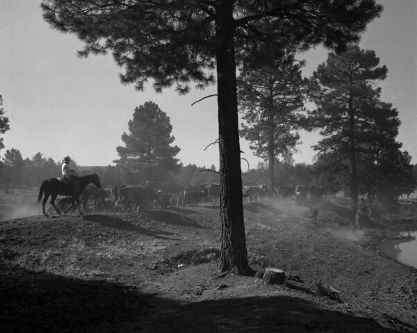 A man on horseback is riding through the woods.