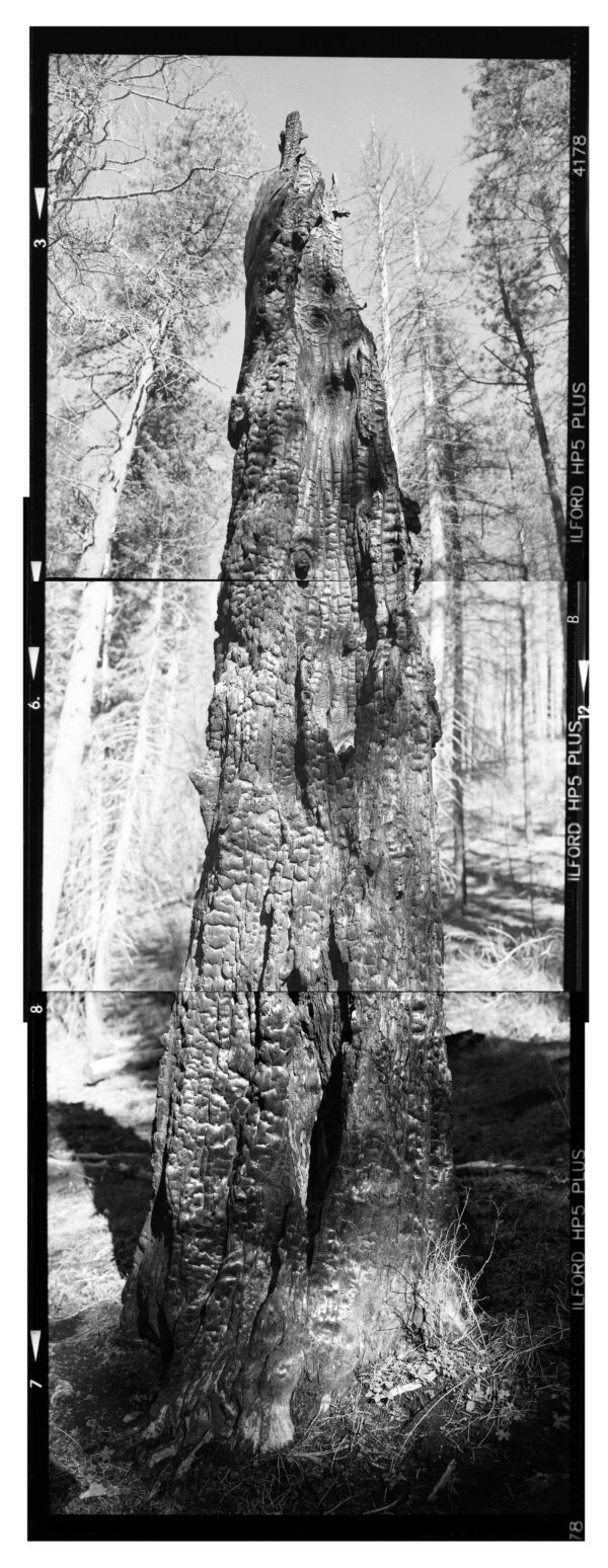 A black and white photo of a tree trunk.