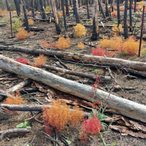 A forest with trees and bushes that are burnt.