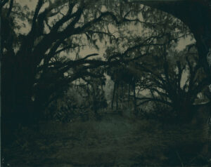 A person standing in the middle of some trees