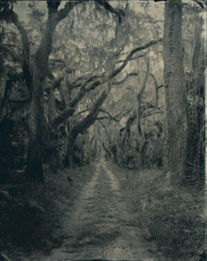 A black and white photo of trees in the woods.