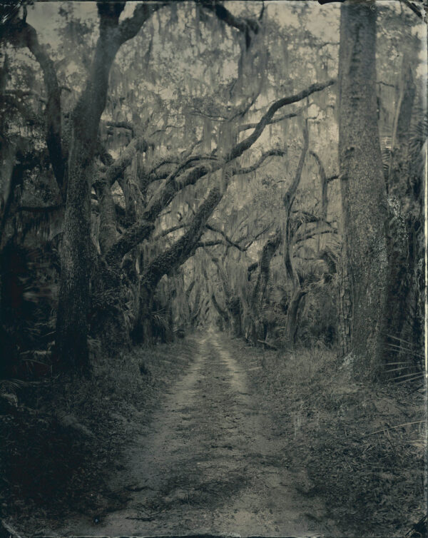 A black and white photo of trees in the woods.