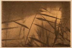 A brown picture of some grass and trees
