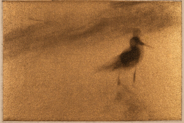 A bird is standing in the sand and looking at something.