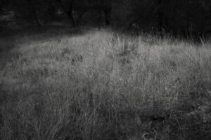 A black and white photo of some grass