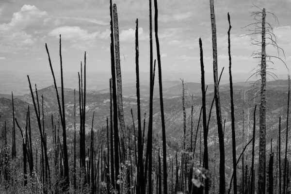 A black and white photo of burned trees.