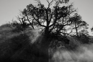 A tree with fog coming from it and sun shining through the trees.