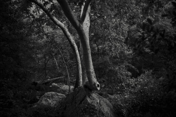 A black and white photo of trees in the woods.