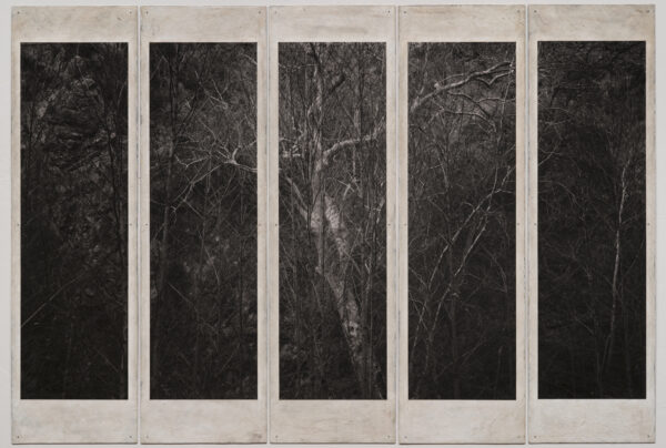 A black and white photo of trees in front of a window.