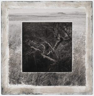 A black and white photo of trees in the grass.