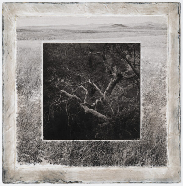 A black and white photo of trees in the grass.