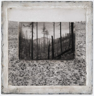 A black and white photo of trees in the middle of a forest.