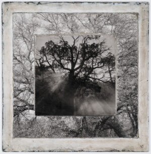 A black and white photo of trees with fog coming from the tops.