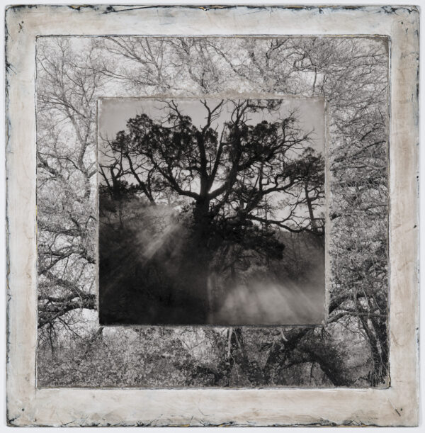 A black and white photo of trees with fog coming from the tops.