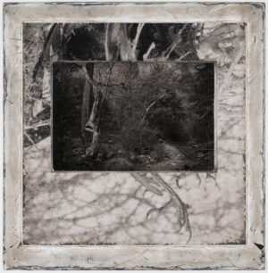 A black and white photo of trees in the background.