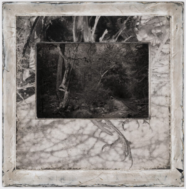 A black and white photo of trees in the background.