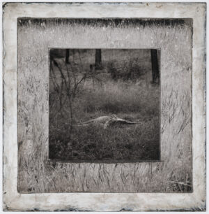 A picture of the ground in front of trees.
