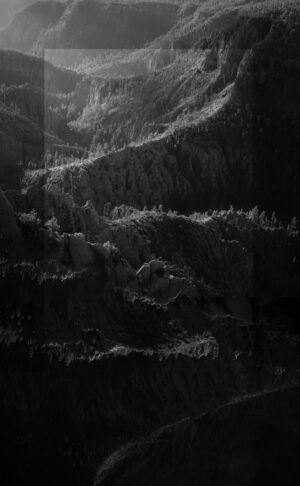 A black and white photo of trees in the dark.