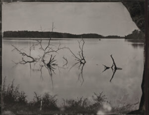 A black and white photo of trees in the water.
