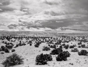 A black and white photo of some bushes in the desert