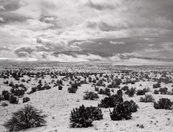 A black and white photo of some bushes in the desert