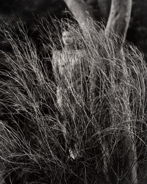 A person standing in tall grass near a tree.