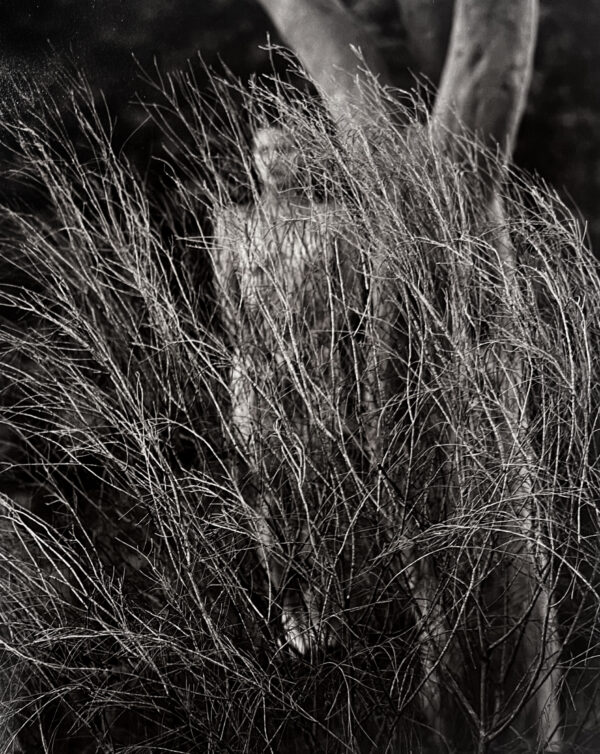 A person standing in tall grass near a tree.
