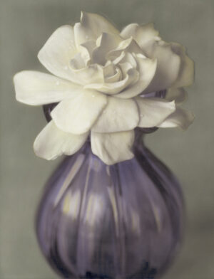 A painting of a white flower in a purple vase.
