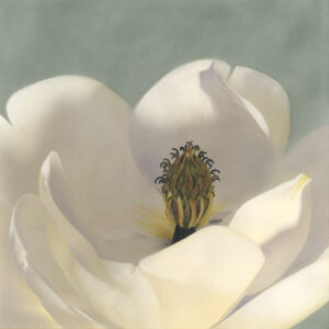 A close up of the center of a white flower.