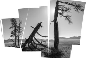 A black and white photo of trees in the desert.