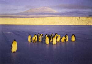 A group of penguins standing on top of a beach.